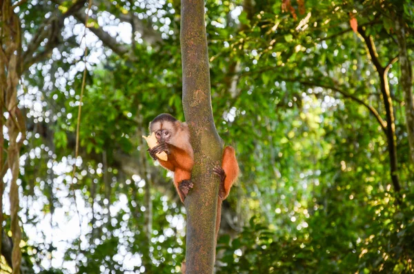 Capuchino copetudo, también conocido como capuchino marrón o capuchino de capa negra alimentado con plátanos por el personal del Parque Nacional Tambopata, en Perú —  Fotos de Stock