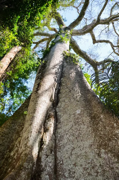 Dev Kapok ağaç Amazon yağmur ormanları, Tambopata National Reserve, Peru