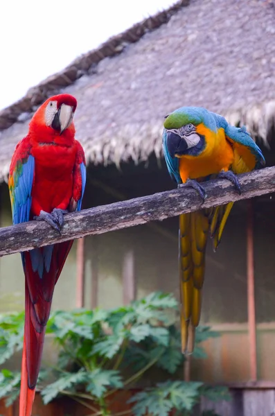 Par av röd-och-grön och blå-och-gul Ara sitter tillsammans i Tambopata National Park, Peru — Stockfoto