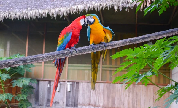 Pár piros és a zöld és a kék-sárga ara, elbeszélgettünk Tambopata Nemzeti Park, Peru — Stock Fotó