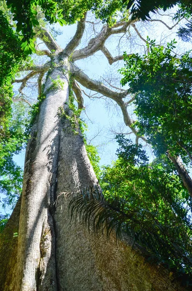 Dev Kapok ağaç Amazon yağmur ormanları, Tambopata National Reserve, Peru