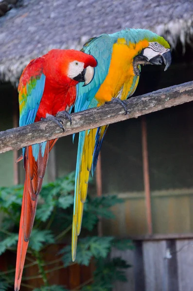Coppia di Macao rossi e verdi e blu e gialli seduti insieme nel Parco Nazionale di Tambopata, Perù — Foto Stock