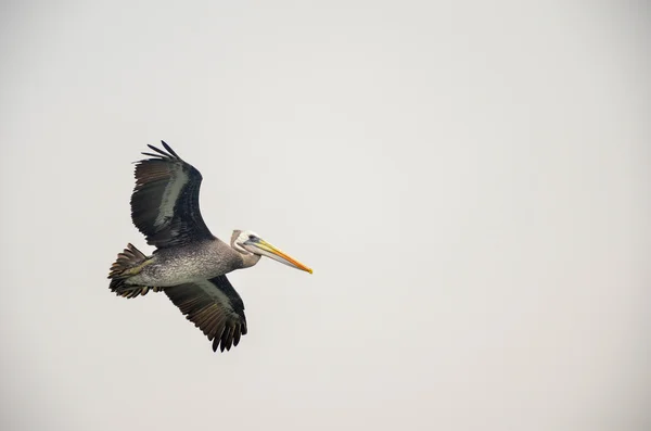 Pelican flying in natural habitat, in Paracas, Peru — Stock Photo, Image