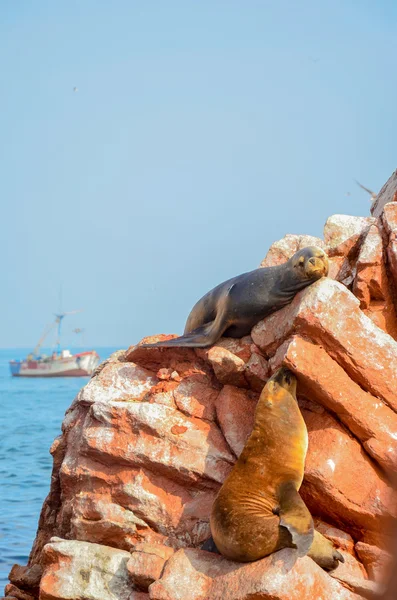 Focas de piel (lobos marinos) tomando el sol en las Islas Ballestas acantilados rojos, en Perú — Foto de Stock