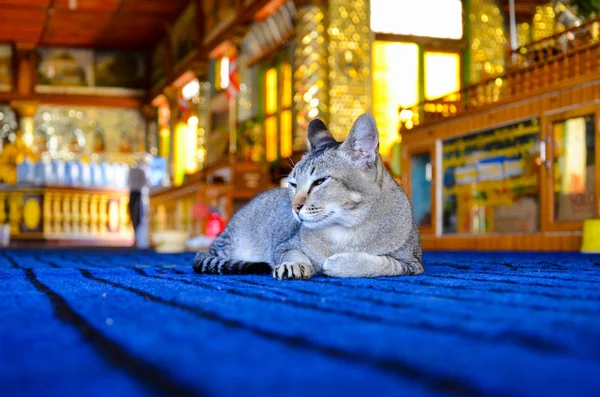 Slaperige kat liggend op elektrische blauw tapijt — Stockfoto