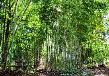 Asian bambu ormanı