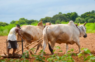 Öküz ve pirinç tarlayı sepeti ile Bagan, Myanmar - 2 Eylül 2016: Birmanya çiftçi