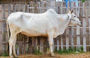 Bagan kırsal, Myanmar