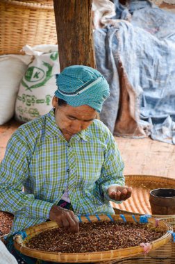 Heho, Myanmar, September16, 2016: Birmanya kadın Kuruyemiş ve çekirdekleri seçme onları Çin'e ilaç olarak dışa aktarmak için
