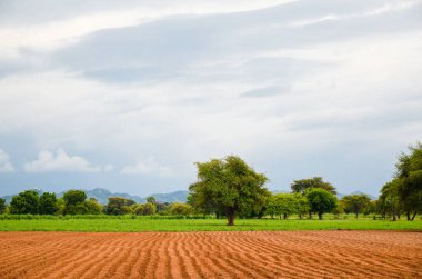 sürülmüş alana ve yeşilliklerle, tarım manzara