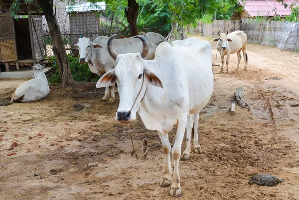 Campo de Bagan, Myanmar —  Fotos de Stock