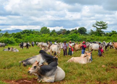Asya, Myanmar-12 Eylül 2016: Sığır Müzayede ve Pazar Shan devlet, Myanmar