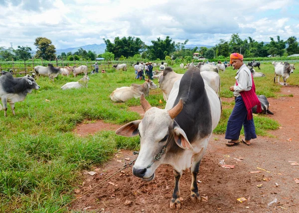 Asya, Myanmar-12 Eylül 2016: Sığır Müzayede ve Pazar Shan devlet, Myanmar