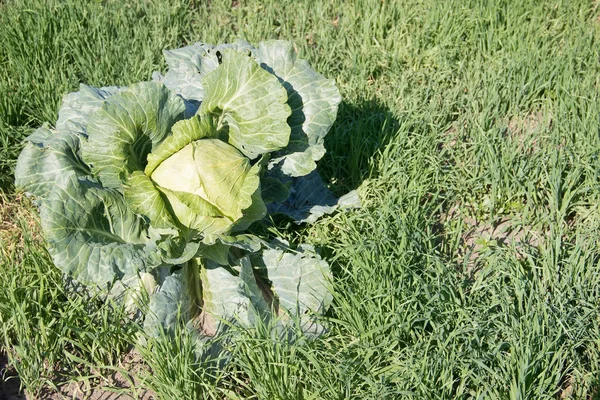 庭に大きなキャベツ. — ストック写真