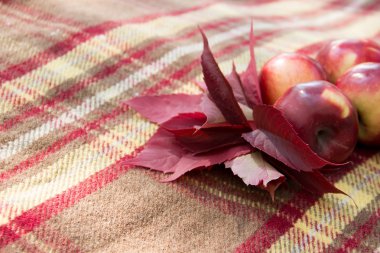 Kırmızı yaprakları ve bir kahverengi ekose portre üzerinde kırmızı elmalar.