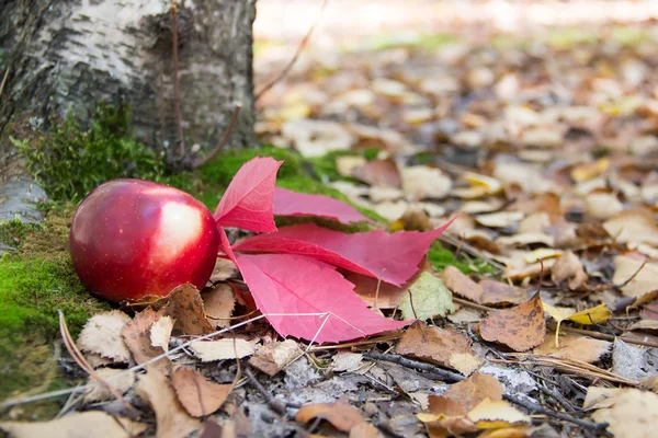 Czerwone jabłko i czerwony liść pod drzewem na mchu i starych liści — Zdjęcie stockowe