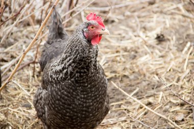 Rengarenk tavuk Bohem mahallesinde yaşıyor.