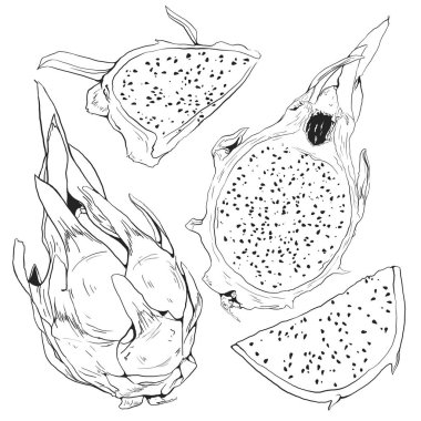 Dragon meyve grafik illüstrasyon