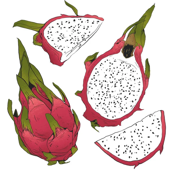 Dragon meyve renkleri illüstrasyon