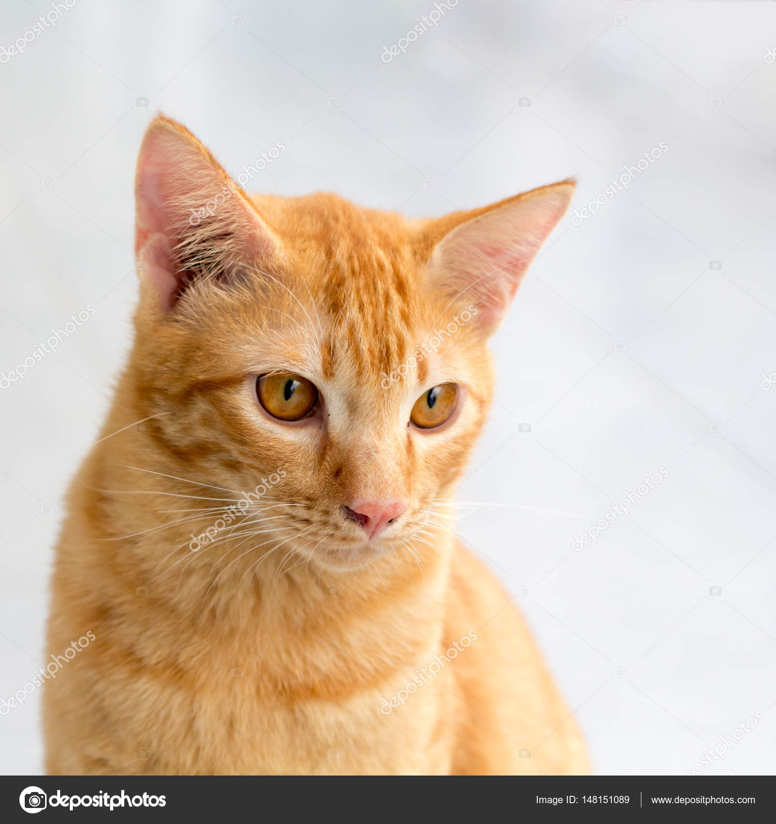 Orange Weiße Katze Orange Weiße Katze
