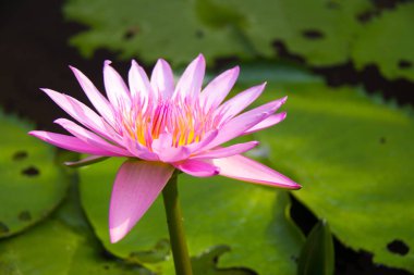 lotus çiçeği ve arka planı için yumuşak renk yumuşak odak. Lotus çiçeği. Arka plan lotus yaprak olduğunu.