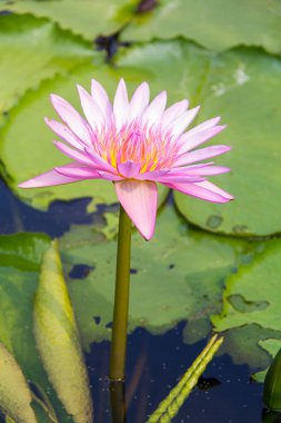 pembe nilüfer çiçeği