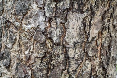 model ağacı. doku orman içinde ağaç.