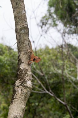 Göz odağı kertenkele Tayland'da seçin. Tayland güzel bukalemun türler doğada şube tünemiş. (Sakallı Ejder)