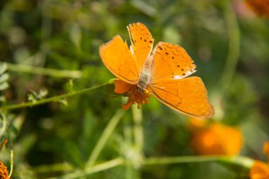 turuncu batterfly flora ile. yumuşak odak turuncu batterfly renk çiçek üzerinde oturmak. Yeşil yaprak ile renkli portakal batterfly.