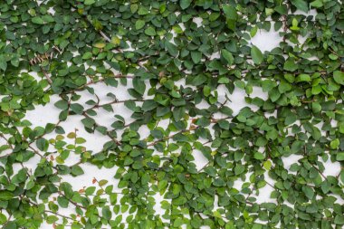Ivy ile beyaz duvar. Çimento duvarda yeşil sarmaşık.