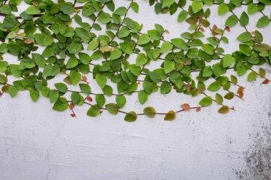 Sarmaşık duvar, Duvar tuğla zemin üzerine yeşil yaprakları.