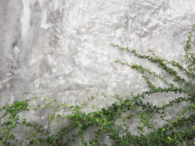 Soyut bitki çimento duvar arka plan ile. Duvar tuğla zemin, sarmaşık duvar üzerine yeşil yaprakları