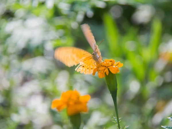 Soft Focus Farfalla Sul Fiore Sensazione Movimento Farfalla Sulla Foglia — Foto Stock