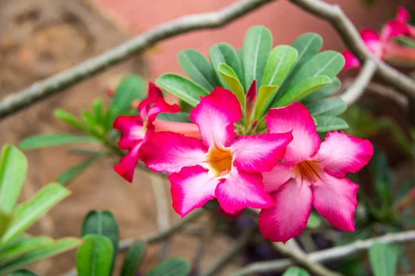 Kırmızı çiçekler, Azalea çiçekleri. Doğal çiçek açelya çiçek — Stok fotoğraf