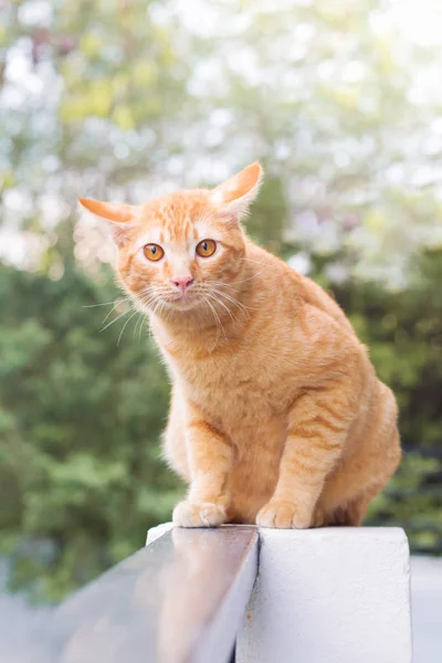 Tayland kedi uyuşuk. Sevimli kedi, kedi içinde belgili tanımlık geçmiş bulanık ahşap zemin üzerinde yalan kadar oynak kediler, kediler tatil rahatlatıcı kapatın..