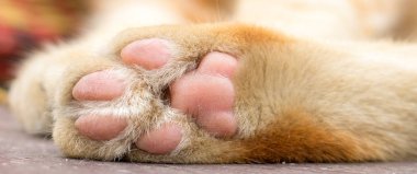 pençeleri kedi yakın çekim