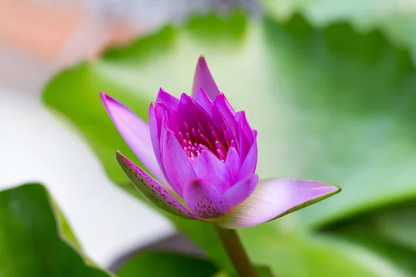 Lotus çiçeği. Arka plan lotus yaprağı ve lotus çiçeği ve lotus bud ve lotus çiçeği..