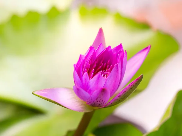 The Lotus Flower. Background is the lotus leaf and lotus flower and lotus bud and lotus flower.