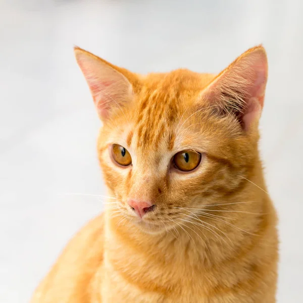 orange cat, look some thing. Cute cat, cat lying on the wooden floor in the background blurred close up playful cats, cats relaxing vacation.