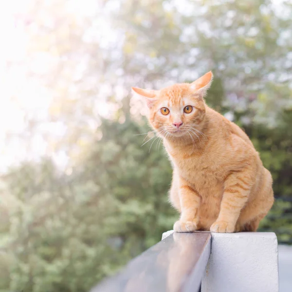 Turuncu kedi, bir şeye bak. Sevimli kedi, kedi içinde belgili tanımlık geçmiş bulanık ahşap zemin üzerinde yalan kadar oynak kediler, kediler tatil rahatlatıcı kapatın..