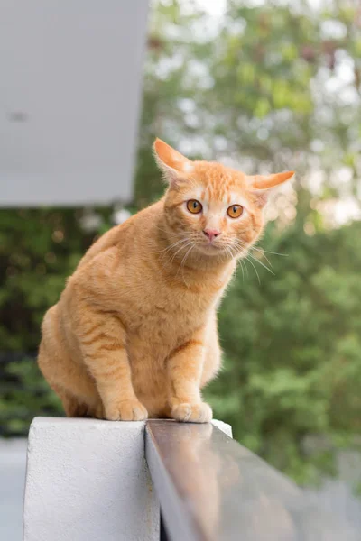 橙色猫咪 看起来一些事 可爱的猫咪 猫咪趴在背景模糊的木地板上关闭了顽皮猫 猫轻松度假 — 图库照片