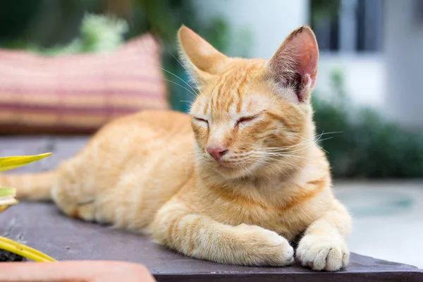 kedi içinde belgili tanımlık geçmiş bulanık ahşap zemin üzerinde yalan kadar oynak kediler kapatın. tatil rahatlatıcı kediler.