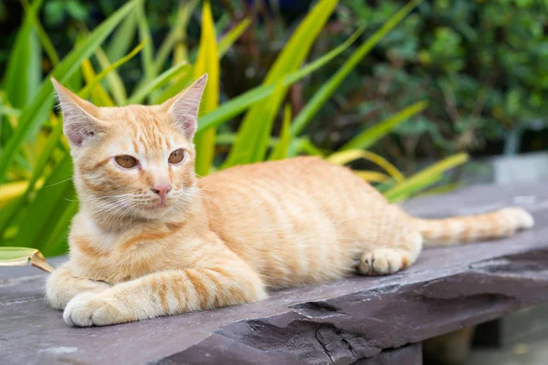 Gatto Carino Gatto Sdraiato Sul Pavimento Legno Sullo Sfondo Sfocato — Foto Stock