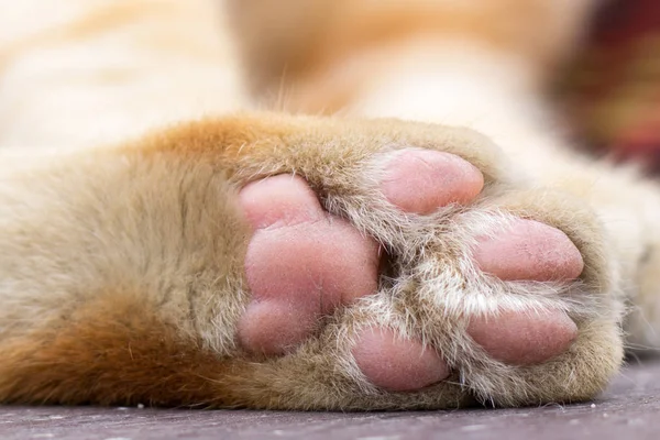 pençeleri kedi yakın çekim