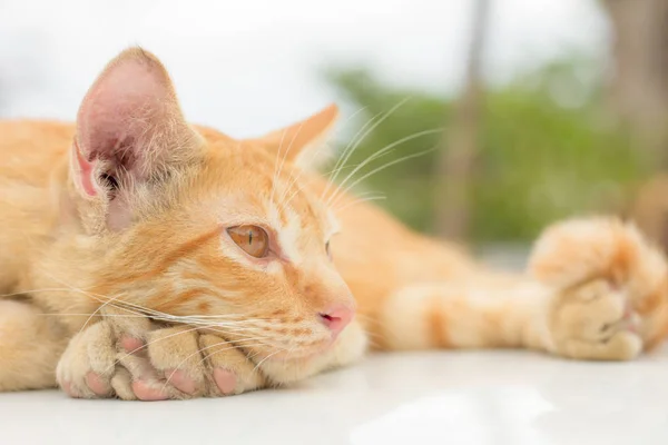 Gatto Carino Gatto Sdraiato Sul Pavimento Legno Sullo Sfondo Sfocato — Foto Stock