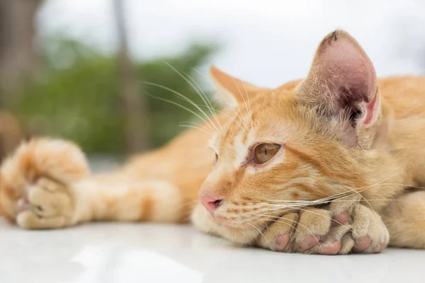 Gatto Carino Gatto Sdraiato Sul Pavimento Legno Sullo Sfondo Sfocato — Foto Stock