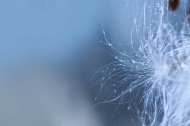 Sonbahar soğuk doğa kabarık tohumları (hassasiyet ve yumuşaklık Su damlacıkları ile).