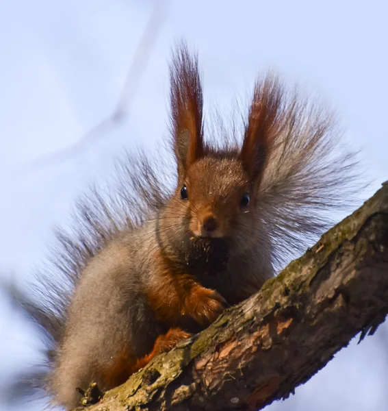 Schöne Und Fröhliche Eichhörnchen Wald Hübsches Gesicht — Stockfoto