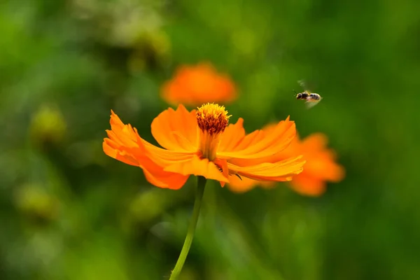 Wild Flowers Cosmos Summer Day Bee Flying Meadow Flower Nature — Stock Photo, Image