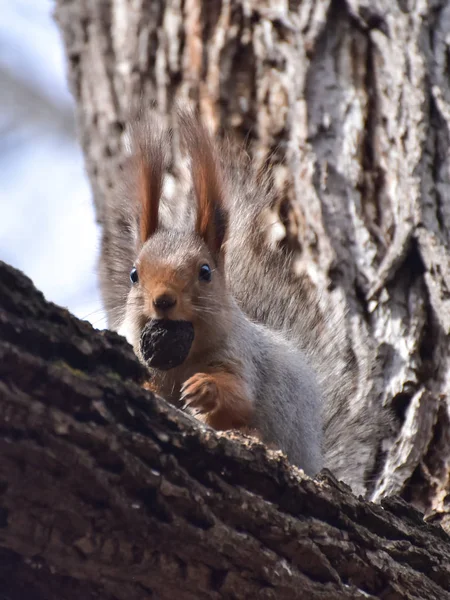 Beau Joyeux Écureuil Dans Forêt — Photo
